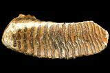 Fossil Woolly Mammoth Lower M Molar - North Sea Deposits #149766-3